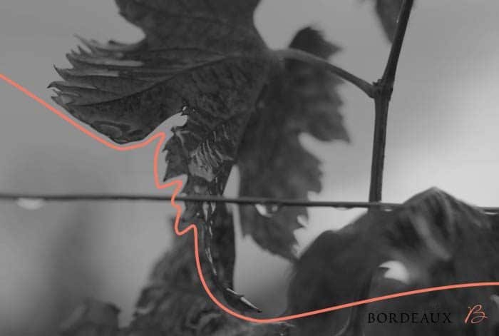 Motion design pour les vins de Bordeaux, suivez le fil. Lagoon Studios animation 2D & 3D
