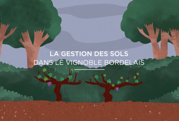 Chroniques vertes - animation 2D pour les vins de Bordeaux